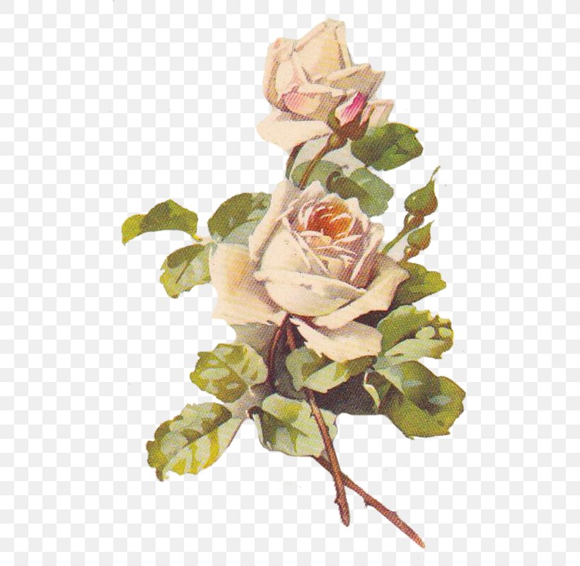 Beach Rose Rosa Multiflora Gratis, PNG, 527x800px, Beach Rose, Artificial Flower, Cut Flowers, Floral Design, Floristry Download Free