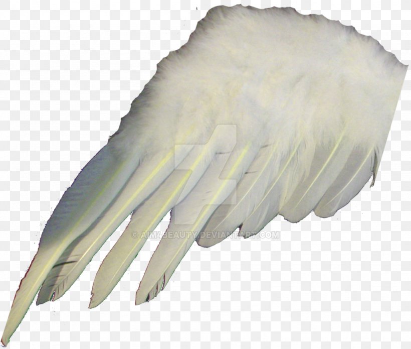 Bird Wing Feather Bald Eagle Owl, PNG, 1024x868px, Bird, Angel Wing, Animal, Bald Eagle, Beak Download Free