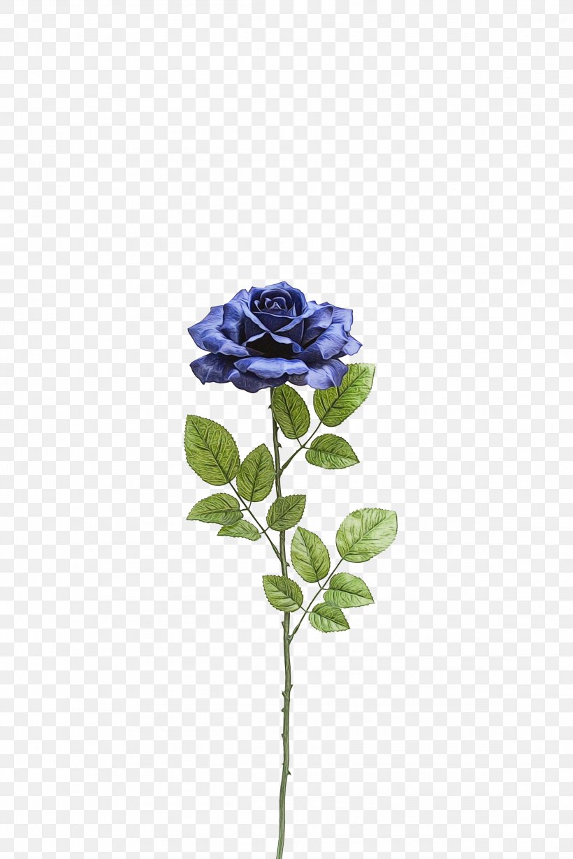 Blue Rose, PNG, 2317x3476px, Watercolor, Blue, Blue Rose, Flower, Paint Download Free