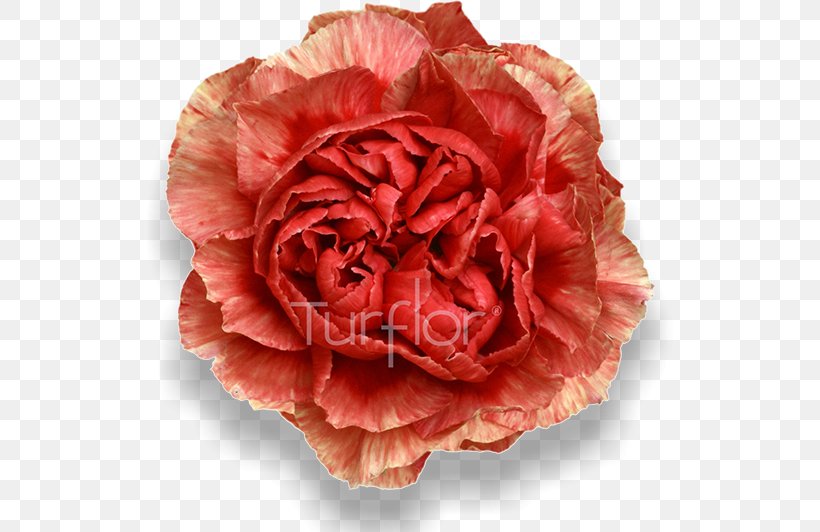 Cabbage Rose Garden Roses Cut Flowers Carnation Close-up, PNG, 652x532px, Cabbage Rose, Artificial Flower, Begonia, Camellia, Carnation Download Free