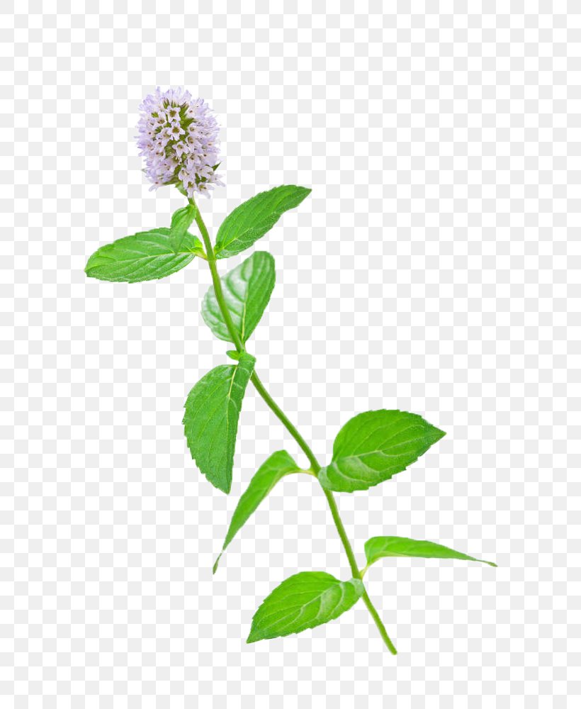 Mentha Spicata Flower Stock Photography Water Mint Leaf, PNG, 632x1000px, Mentha Spicata, Branch, Flora, Flower, Flowering Plant Download Free