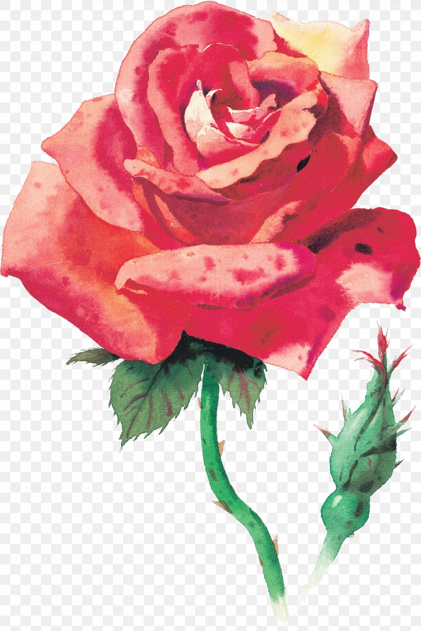 Rose Watercolor Painting Desktop Wallpaper, PNG, 2273x3412px, Rose, Carnation, China Rose, Cut Flowers, Floral Design Download Free