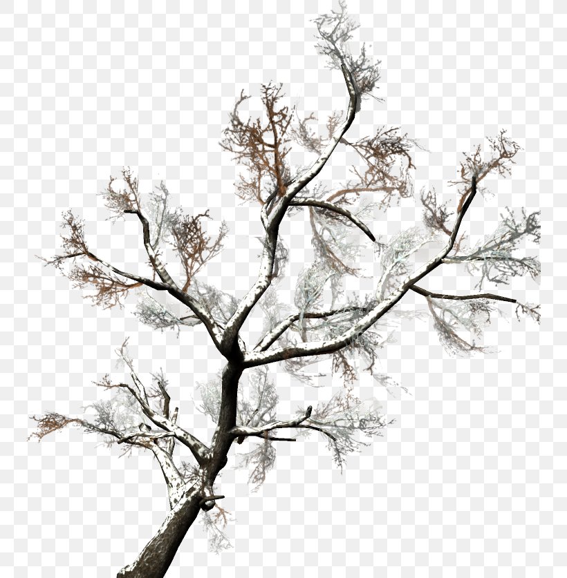 Twig Drawing Plant Stem /m/02csf White, PNG, 744x837px, Twig, Black And White, Branch, Drawing, Monochrome Photography Download Free