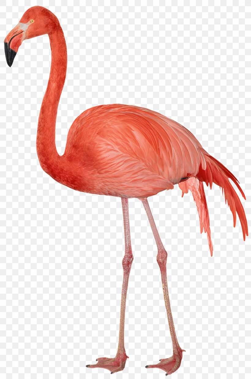 Bird Clip Art, PNG, 1100x1663px, Flamingo, Beak, Bird, Flamingos, Neck Download Free