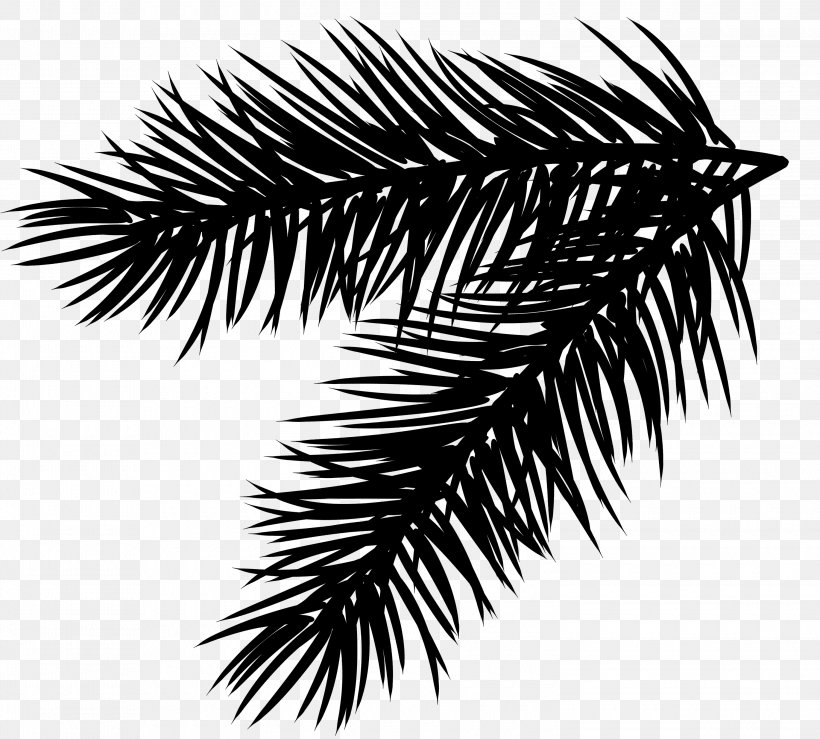 Branch Tree Clip Art Conifer Cone Fir, PNG, 3000x2704px, Branch, Arecales, Blackandwhite, Colorado Spruce, Conifer Download Free