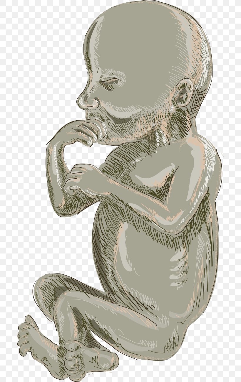 Fetus Infant Drawing Cartoon Illustration, PNG, 704x1296px, Fetus, Cartoon, Cartoonist, Drawing, Infant Download Free