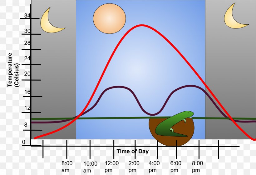 Thermoregulation Ectotherm Body Temperature Regulation Function, PNG, 2000x1367px, Watercolor, Cartoon, Flower, Frame, Heart Download Free