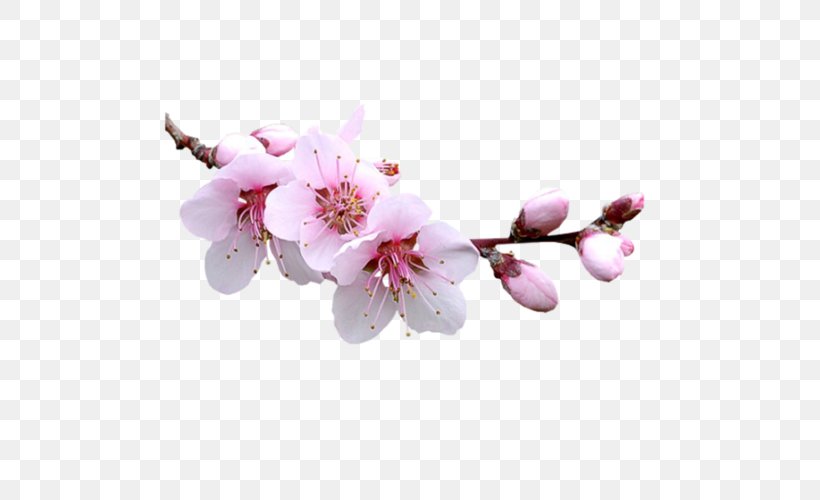 Almond Blossoms Flower Clip Art, PNG, 500x500px, Almond, Aceite De Almendras Dulces, Almond Blossoms, Blossom, Branch Download Free
