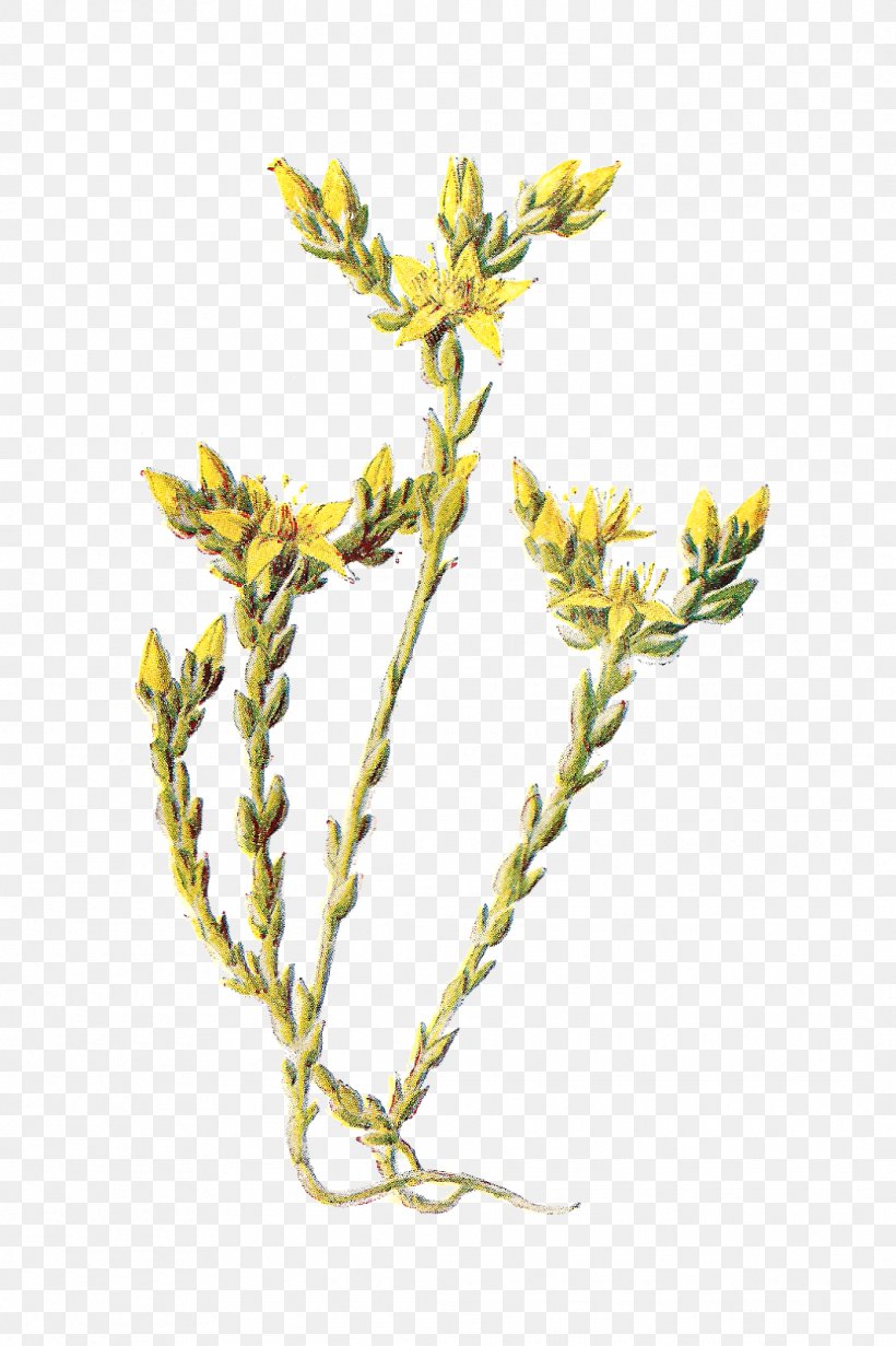 Clip Art Wildflower Image, PNG, 1065x1600px, Flower, Elymus Repens, Flower Bouquet, Flowering Plant, Goldenrod Download Free