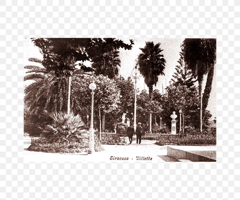 Syracuse Arecaceae Sette Scogli Love Maniace, PNG, 686x686px, Syracuse, Arecaceae, Arecales, Black And White, History Download Free