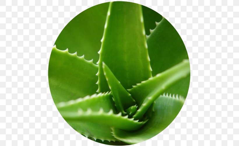 Aloe Vera Plant Leaf Gel Extract, PNG, 500x500px, Aloe Vera, Aloe, Cream, Extract, Gel Download Free