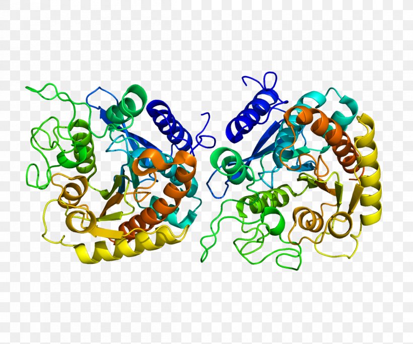 Carboxypeptidase Protease Protein Enzyme Hydrolysis, PNG, 1200x1000px, Carboxypeptidase, Amino Acid, Area, Art, Body Jewelry Download Free
