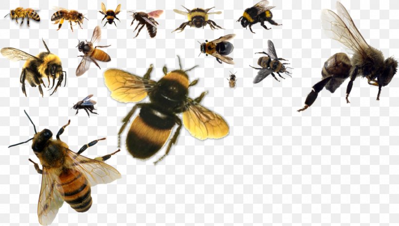 Honey Bee Bumblebee, PNG, 1000x569px, Honey Bee, Animal, Arthropod, Bee, Bumblebee Download Free