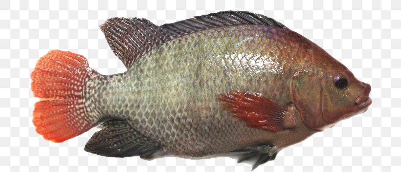 Red Tilapia Broodstock Perch Fish, PNG, 738x352px, Tilapia, Bony Fish, Factory, Fauna, Fish Download Free