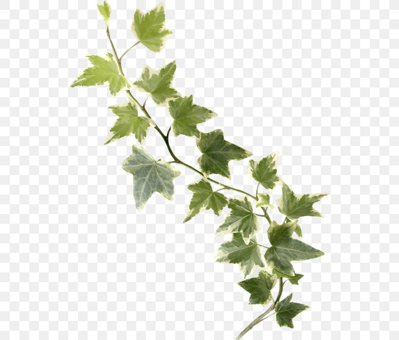 Twig Common Ivy Leaf Stock Photography, PNG, 535x699px, Twig, Banco De Imagens, Branch, Common Ivy, Depositphotos Download Free