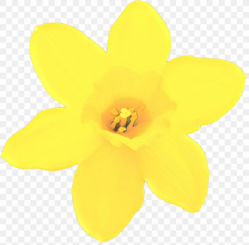 Yellow Petal Flower Plant Narcissus, PNG, 1280x1262px, Yellow, Amaryllis Family, Flower, Narcissus, Petal Download Free
