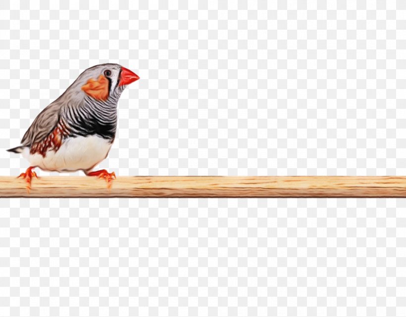 Zebra Finch Finches Photography Royalty-free, PNG, 950x743px, Zebra Finch, Beak, Bird, Finch, Finches Download Free