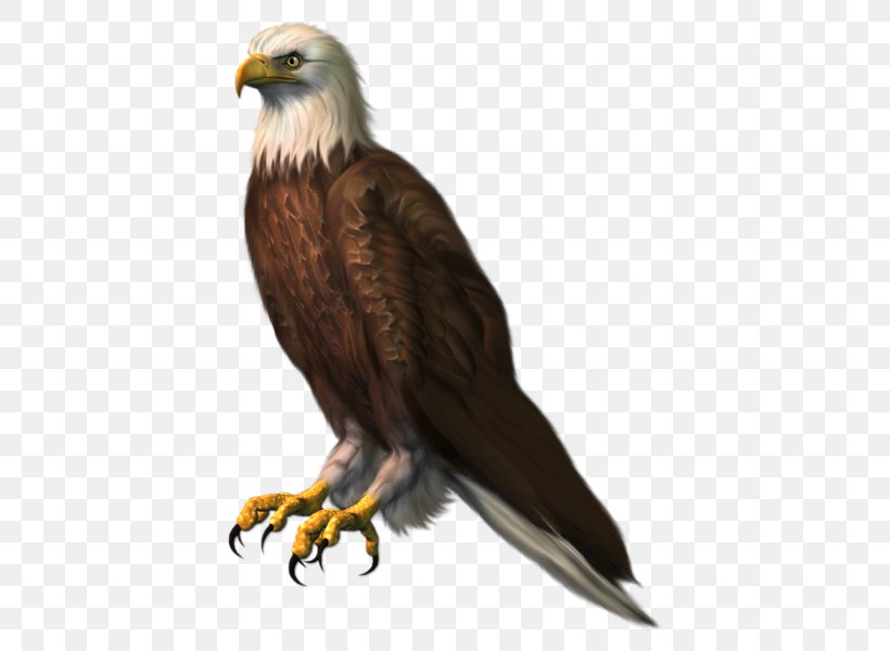 Bald Eagle Bird Clip Art, PNG, 435x600px, Bald Eagle, Accipitridae, Accipitriformes, Beak, Bird Download Free