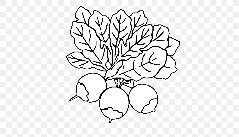 Beetroots Drawing Coloring Book Vegetables Image, PNG, 600x470px, Watercolor, Cartoon, Flower, Frame, Heart Download Free