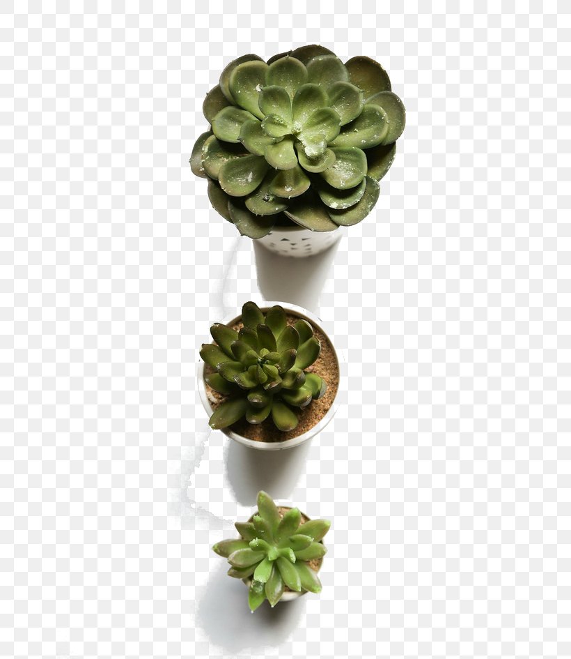 Flowerpot Succulent Plant Computer File, PNG, 658x945px, Flowerpot, Bonsai, Gratis, Houseplant, Plant Download Free