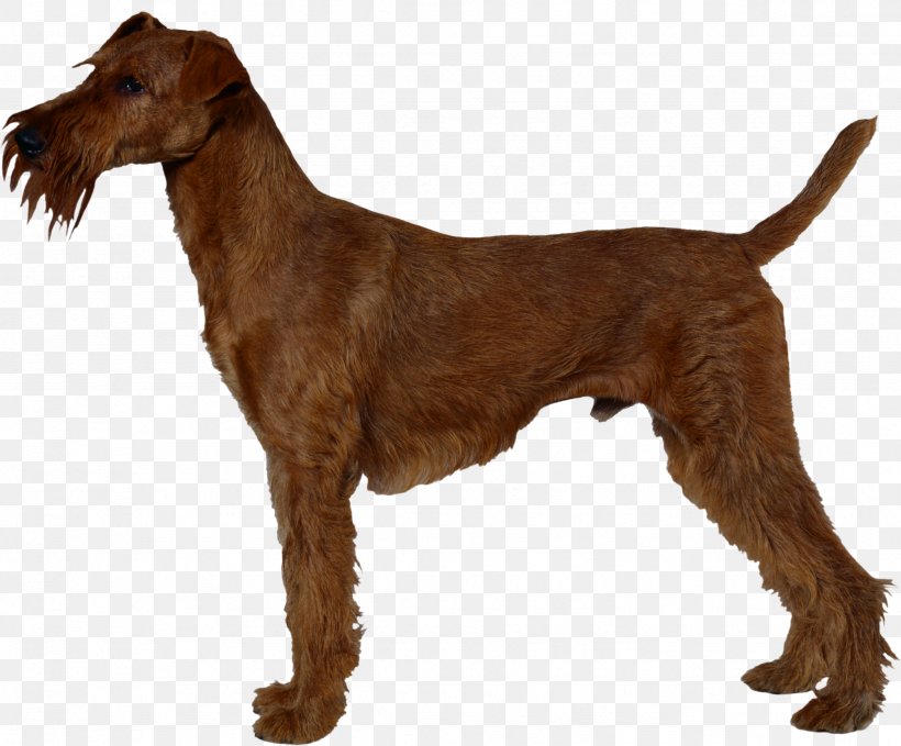 Irish Terrier Airedale Terrier Jagdterrier Chilean Terrier Welsh Terrier, PNG, 2358x1955px, Irish Terrier, Airedale Terrier, Animal, Breed, Carnivoran Download Free