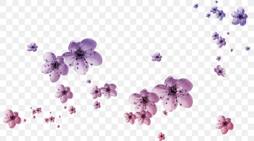 Petal Flower Clip Art, PNG, 800x456px, Petal, Blossom, Cherry Blossom, Floral Design, Flower Download Free