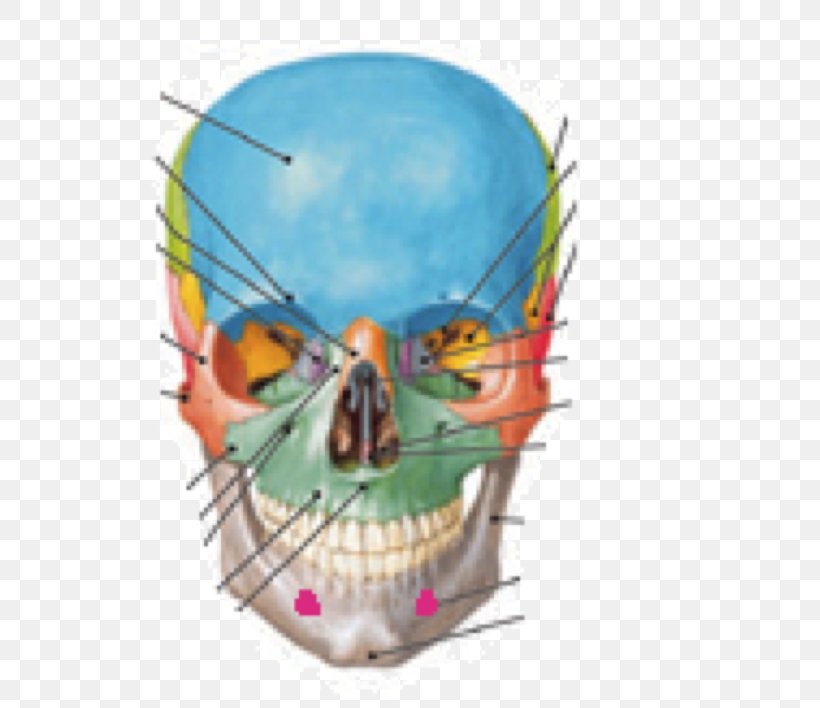 Skull Supraorbital Foramen Infraorbital Foramen Anatomy, PNG, 578x708px, Skull, Anatomy, Bone, Cranial Nerves, Foramen Download Free
