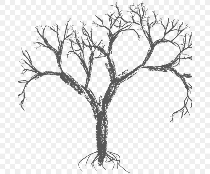 Vector Graphics Tree Branch Drawing Image, PNG, 680x680px, Tree, Botany, Branch, Drawing, Leaf Download Free