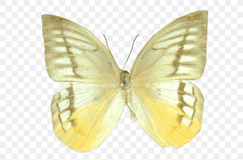 Clouded Yellows Brush-footed Butterflies Silkworm Butterfly Pieridae, PNG, 596x542px, Clouded Yellows, Arthropod, Bombycidae, Brush Footed Butterfly, Brushfooted Butterflies Download Free