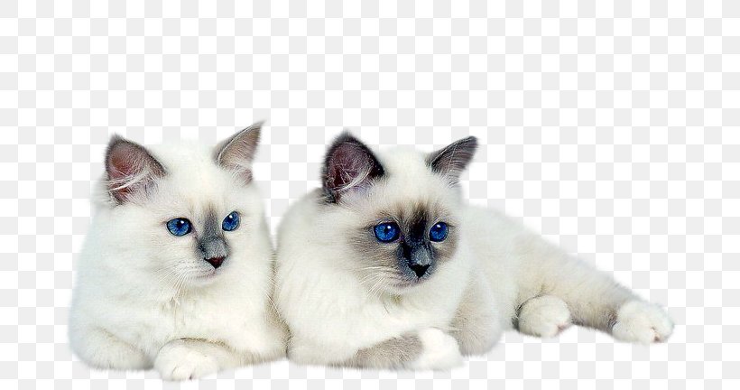 Kitten Siamese Cat, PNG, 722x432px, Kitten, Animal, Animation, Balinese, Birman Download Free