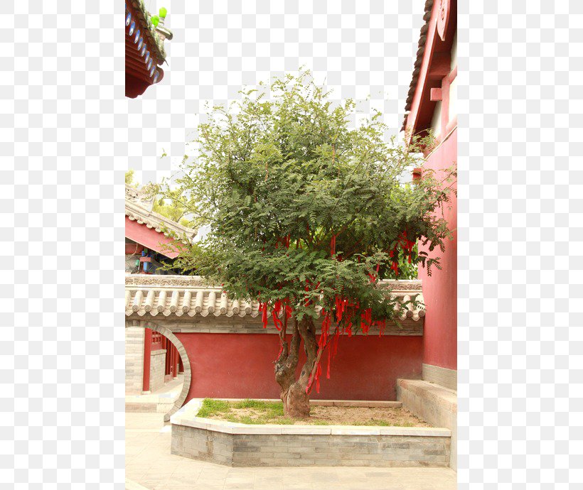 Lam Tsuen Wishing Trees Temple, PNG, 467x690px, Lam Tsuen Wishing Trees, Banyan, Flower, Flowerpot, Google Images Download Free