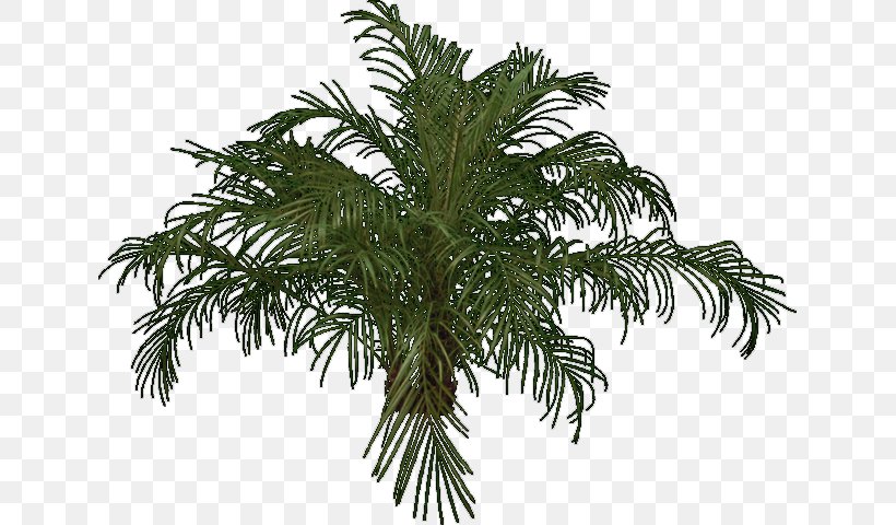 Babassu Palm Trees Evergreen Fir, PNG, 639x480px, Babassu, Architecture, Arecales, Attalea, Attalea Speciosa Download Free