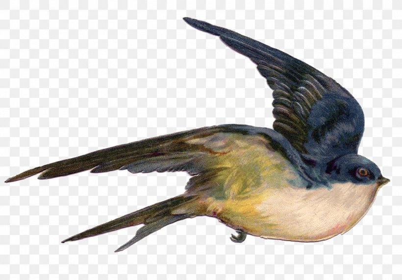 Bird Swallow Flight Sparrow Illustration, PNG, 1500x1048px, Bird, Animal, Barn Swallow, Beak, Bird Egg Download Free