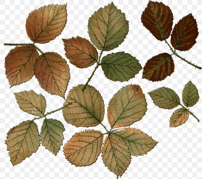 Leaf Photography Branch Desktop Wallpaper, PNG, 1158x1027px, Leaf, Autumn, Botany, Branch, Deciduous Download Free