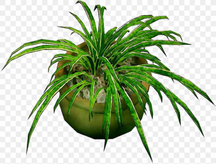 Palm Trees Grasses Aquarium Plant Stem Terrestrial Plant, PNG, 1397x1062px, Palm Trees, Aquarium, Arecales, Botany, Flower Download Free