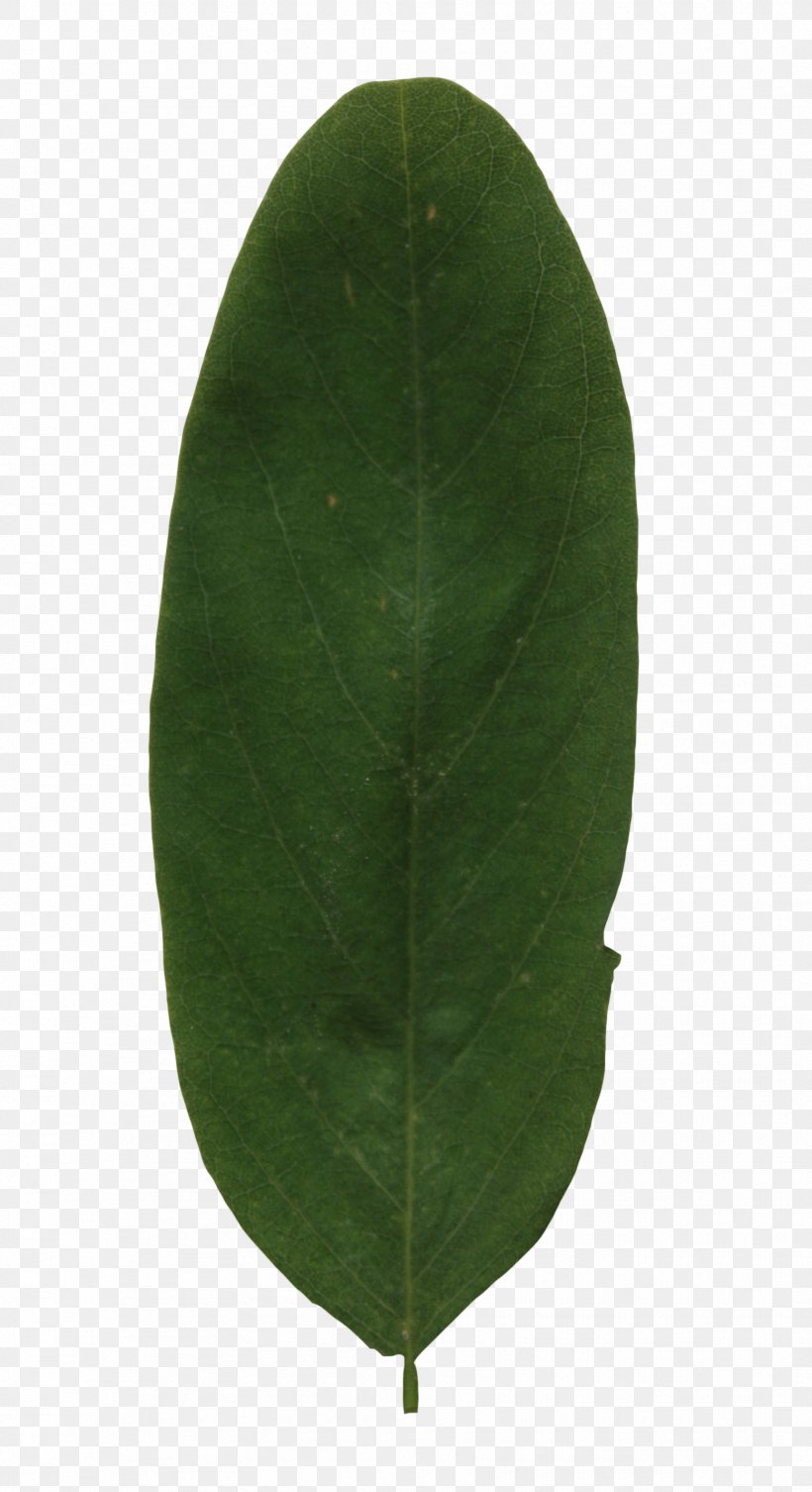 Plant Green Leaf, PNG, 1723x3166px, Plant, Green, Leaf Download Free