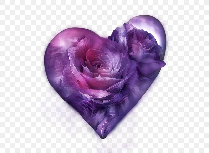 Rose Purple T-shirt Flower Lavender, PNG, 600x600px, Rose, Blue, Color, Cut Flowers, Flower Download Free