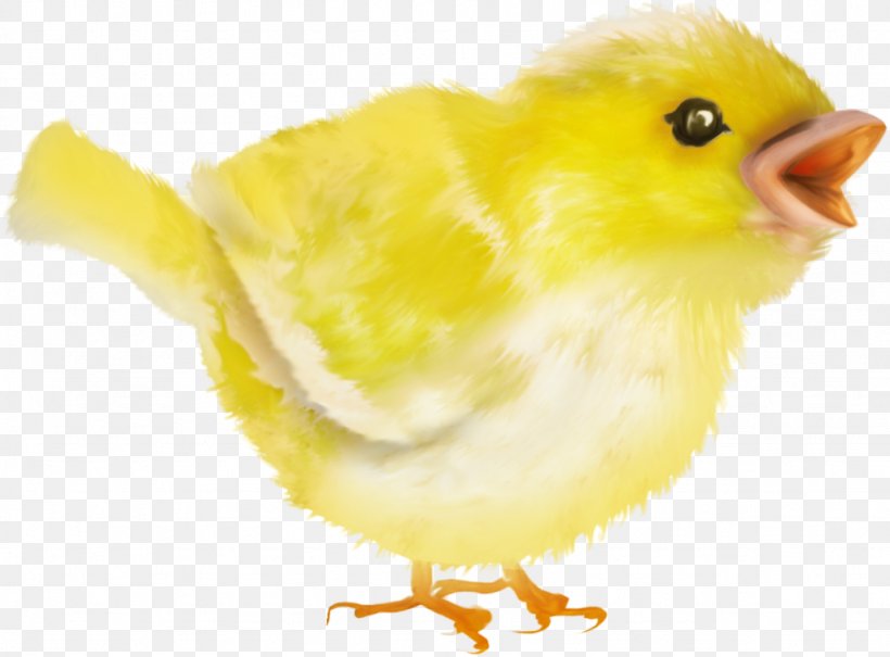 Water Bird Beak Feather Chicken As Food, PNG, 1024x756px, Bird, Beak, Chicken, Chicken As Food, Feather Download Free