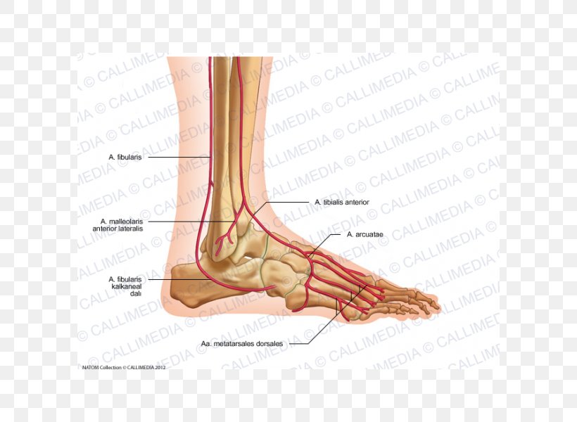 Arcuate Artery Of The Foot Thumb Arcuate Artery Of The Foot Anatomy, PNG, 600x600px, Watercolor, Cartoon, Flower, Frame, Heart Download Free