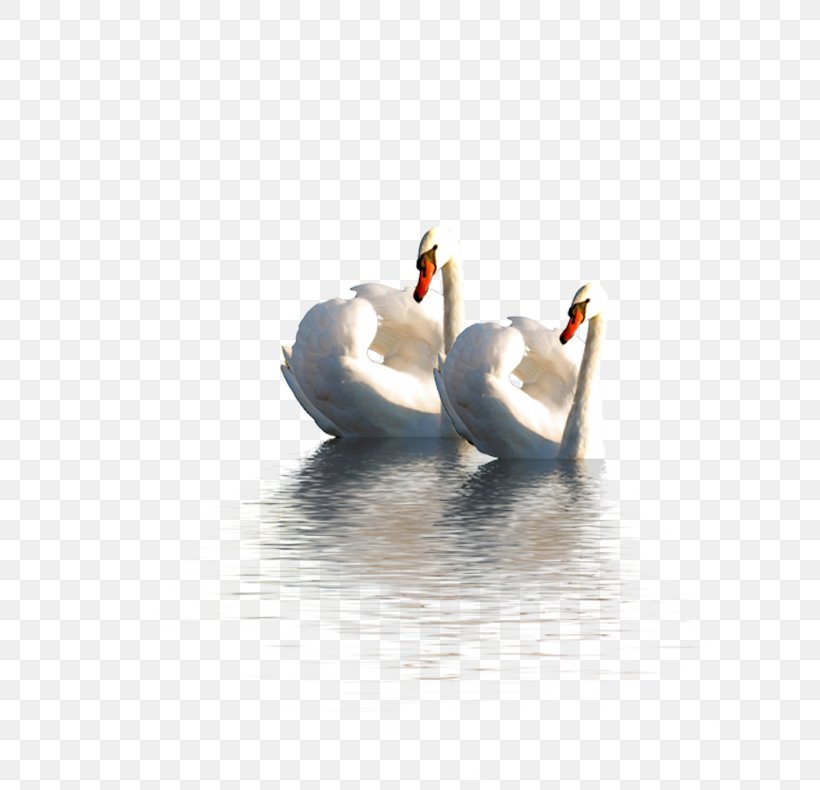 Cygnini Swan Goose Duck Domestic Goose, PNG, 622x790px, Cygnini, Animal, Anser, Beak, Bird Download Free