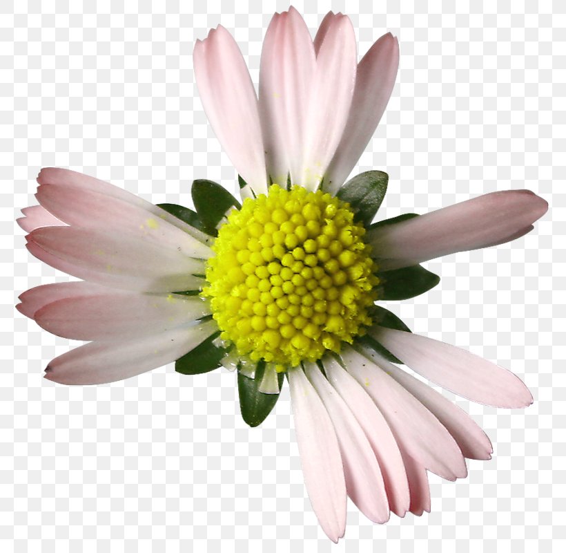 Chrysanthemum Petal White, PNG, 800x800px, Chrysanthemum, Chrysanths, Cut Flowers, Daisy, Daisy Family Download Free