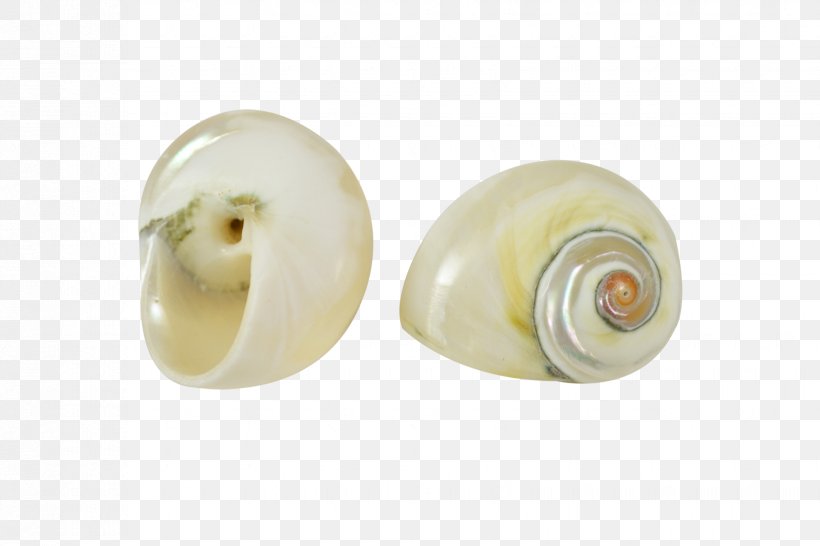 Seashell Snail Jewelry Design Jewellery Wish List, PNG, 1650x1100px, Seashell, Body Jewellery, Body Jewelry, Brick, Christmas Download Free