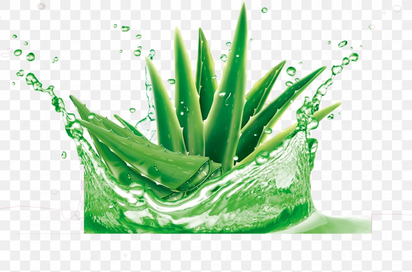 Aloe Vera Gel Water Plant Skin, PNG, 2110x1399px, Aloe Vera, Aloe, Aloes, Cucumber, Facial Download Free