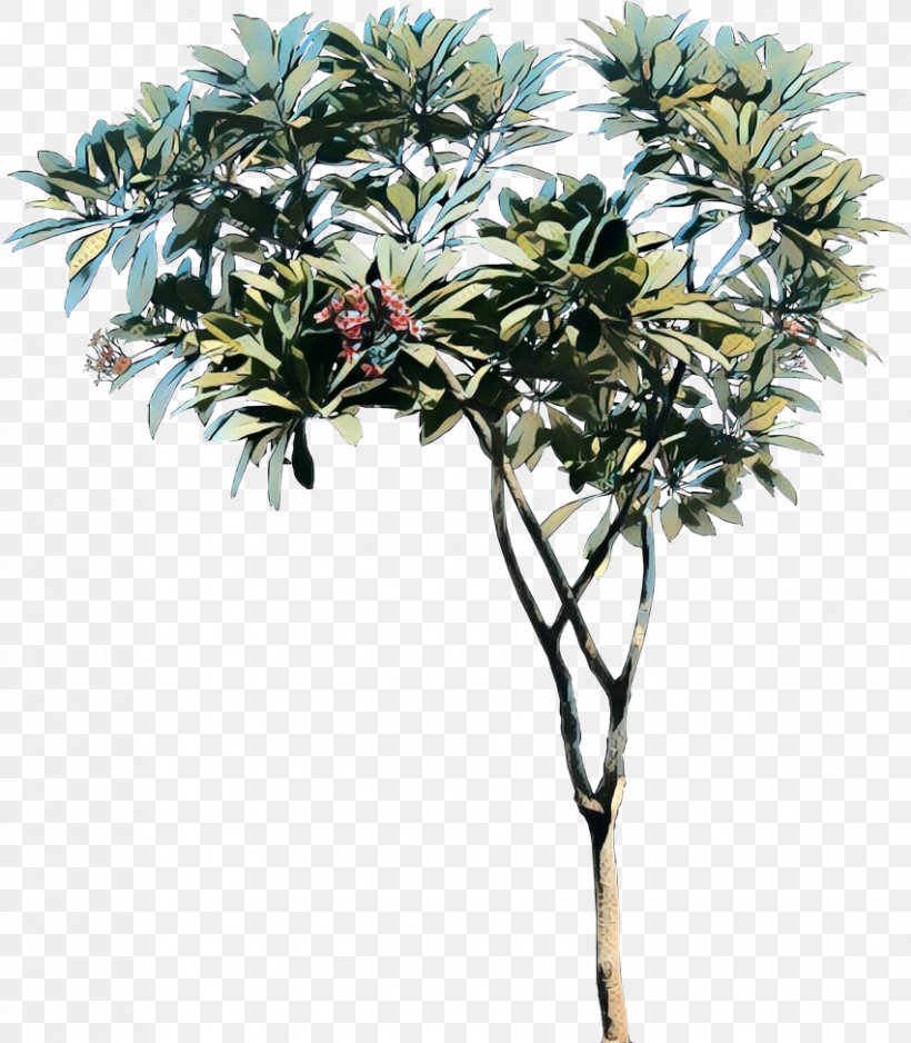 Asian Palmyra Palm Tree Red Frangipani Plant Science Shrub, PNG, 851x974px, Asian Palmyra Palm, Arecales, Borassus, Botany, Flower Download Free