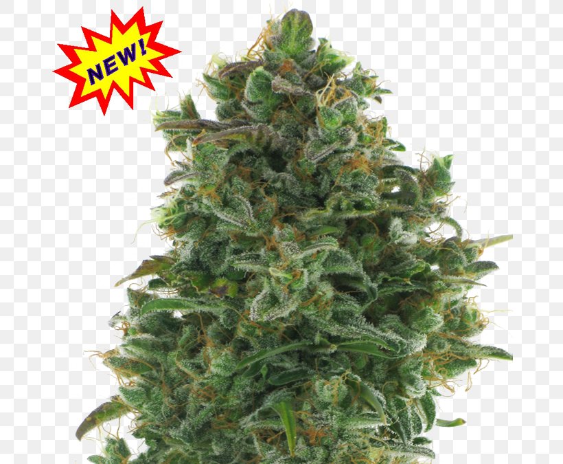Autoflowering Cannabis Cannabis Ruderalis Cannabis Sativa Marijuana, PNG, 675x675px, Cannabis, Autoflowering Cannabis, Cannabis Ruderalis, Cannabis Sativa, Haze Download Free