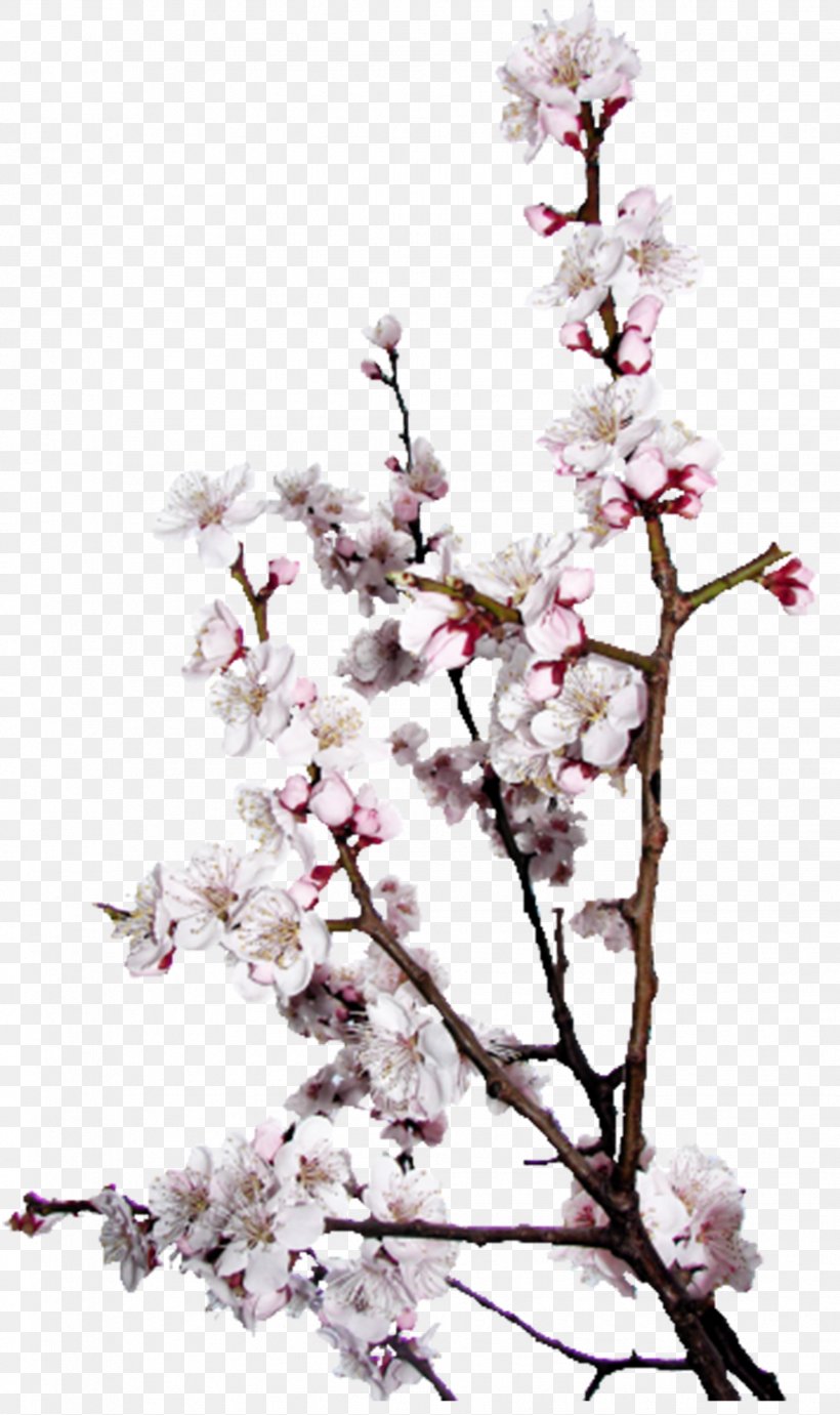Bird Season Love Spring Northern Hemisphere, PNG, 1854x3124px, Bird, Autumn, Blossom, Branch, Cherry Blossom Download Free