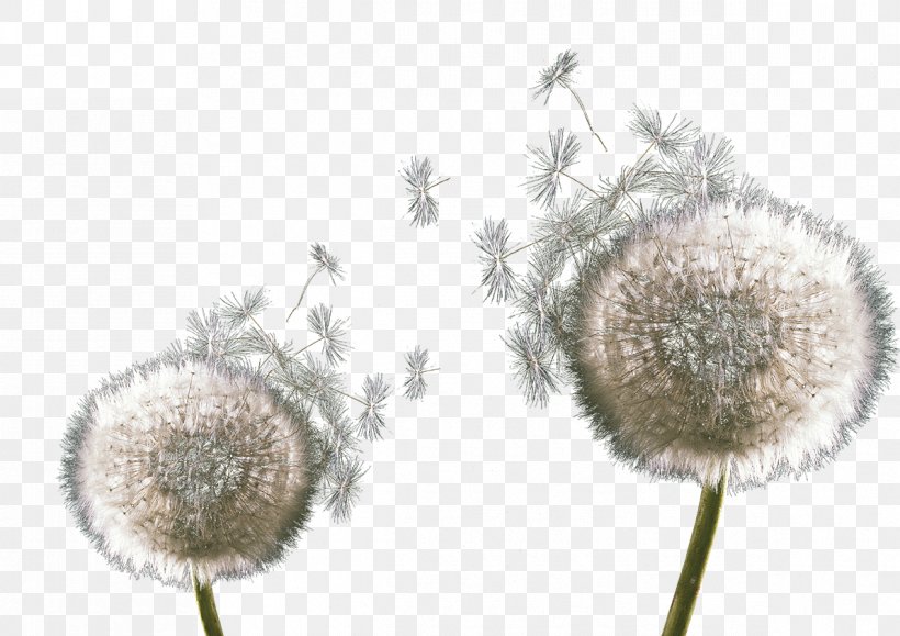 Download Dandelion Google Images Icon, PNG, 1191x842px, Dandelion, Fur, Google Images, Hedgehog, Snout Download Free