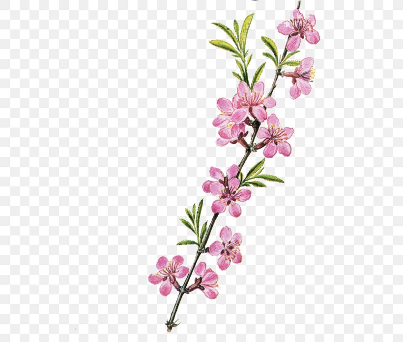 Flower Floral Design, PNG, 661x697px, Flower, Blossom, Branch, Cherry Blossom, Cut Flowers Download Free