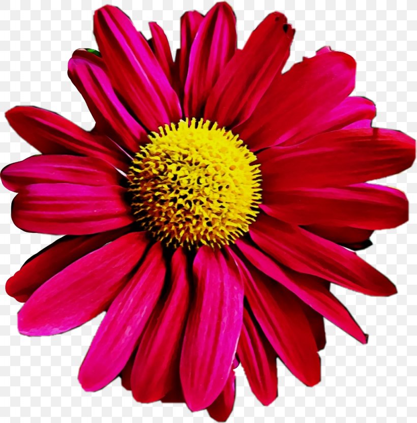 Flower Flowering Plant Petal Barberton Daisy Gerbera, PNG, 1024x1040px, Watercolor, Barberton Daisy, Cut Flowers, Flower, Flowering Plant Download Free