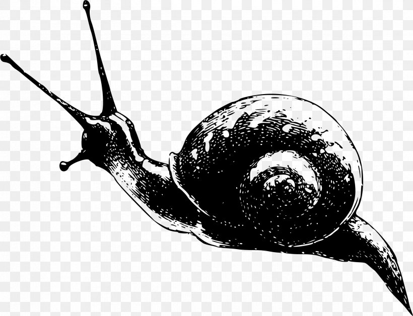 Gastropods Snail Royalty-free Clip Art, PNG, 2399x1840px, Gastropods, Black And White, Invertebrate, Molluscs, Monochrome Download Free